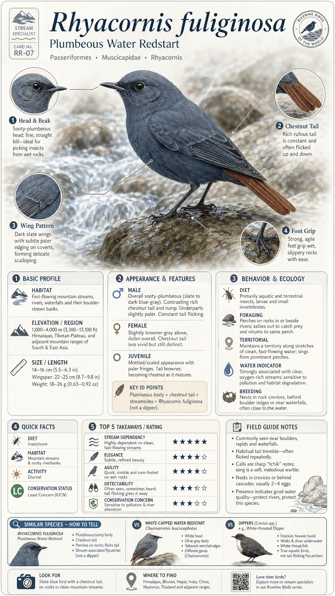 Bird science card preview